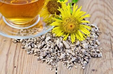 Une décoction de racines de tournesol élimine les sels du cartilage articulaire dans l'ostéochondrose thoracique